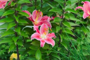 靴箱の足の臭いがこもる原因とその対策は？